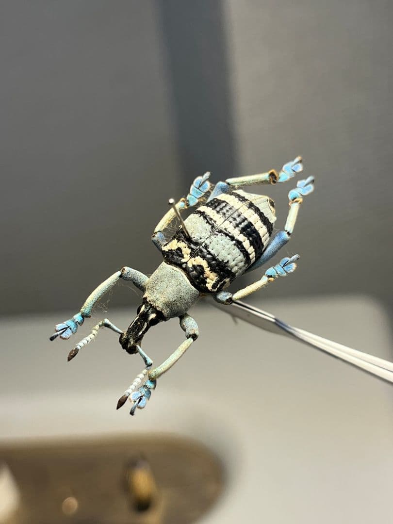【25mm】トライバルな模様が美しいニケリーホウセキゾウムシ 標本カミキリ甲虫