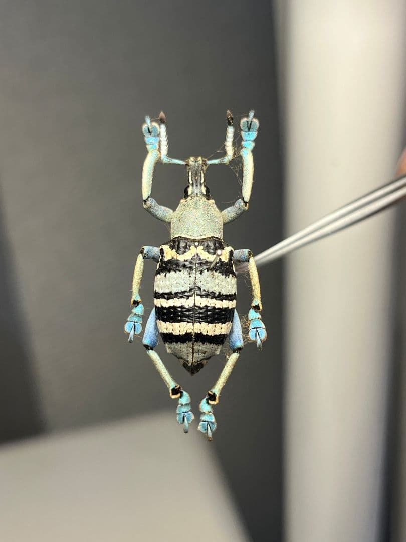 【25mm】トライバルな模様が美しいニケリーホウセキゾウムシ 標本カミキリ甲虫