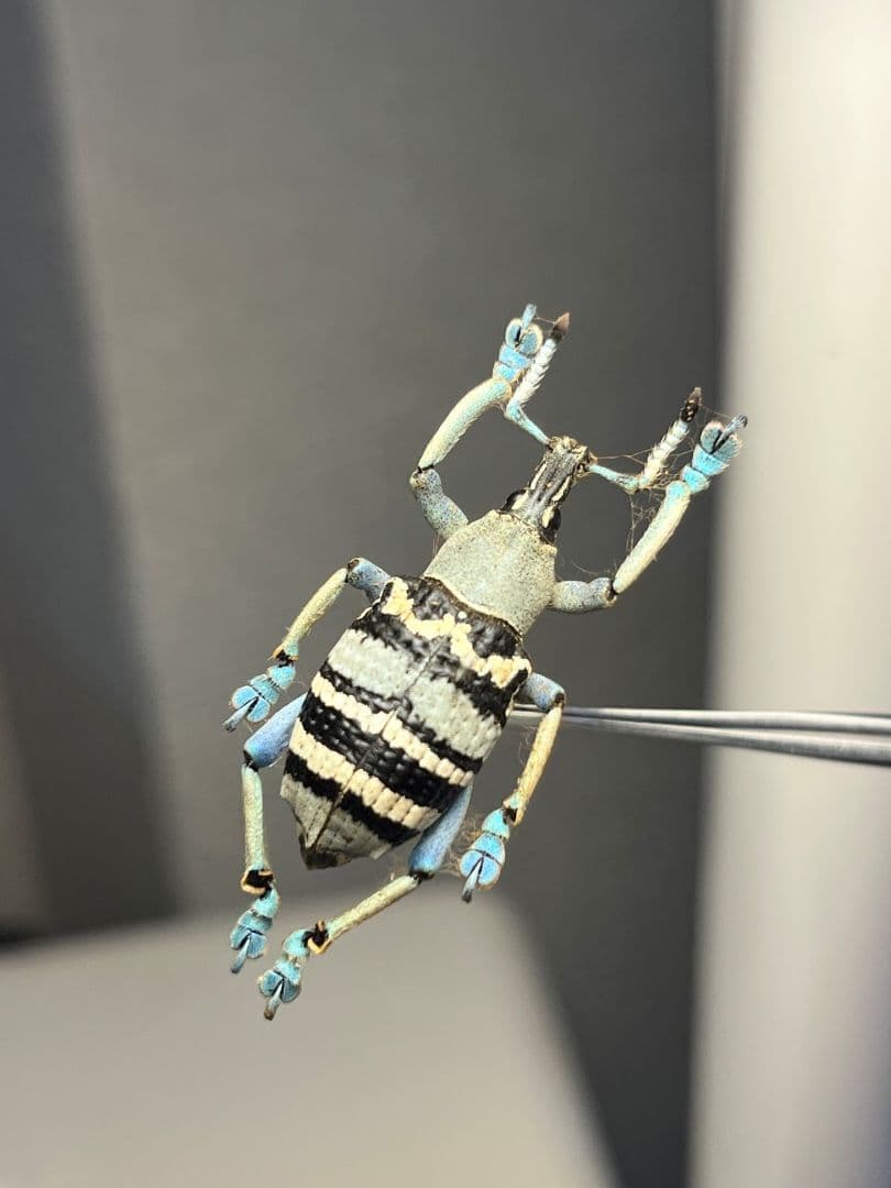 【25mm】トライバルな模様が美しいニケリーホウセキゾウムシ 標本カミキリ甲虫