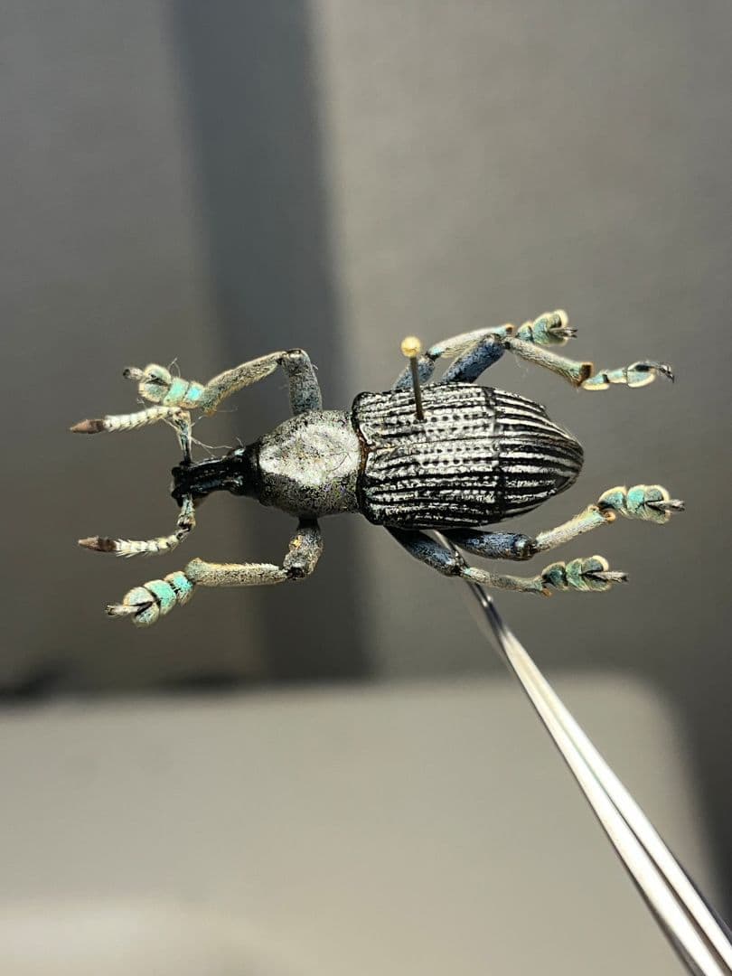 【25mm】爪先がターコイズブルー、付根がインディゴブルーのタテジマホウセキゾウ