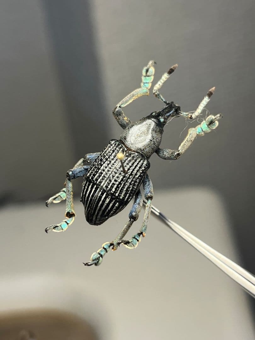 【25mm】爪先がターコイズブルー、付根がインディゴブルーのタテジマホウセキゾウ