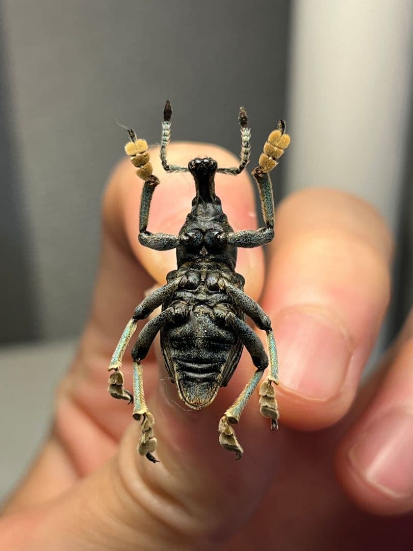 【25mm】爪先がターコイズブルー、付根がインディゴブルーのタテジマホウセキゾウ