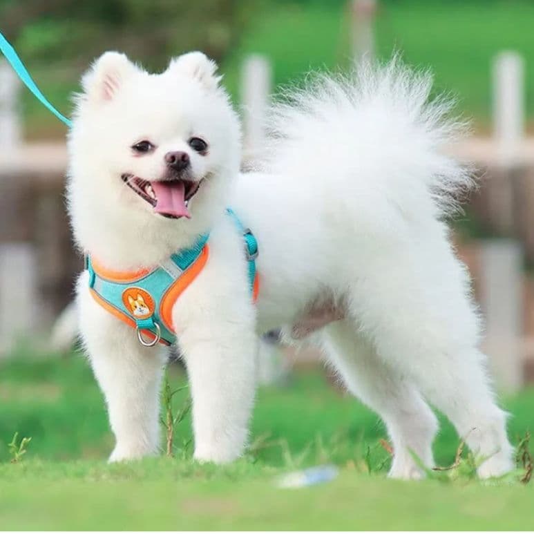 11*犬ハーネス L グリーン リードセット 犬用 胴輪 犬用ハーネス