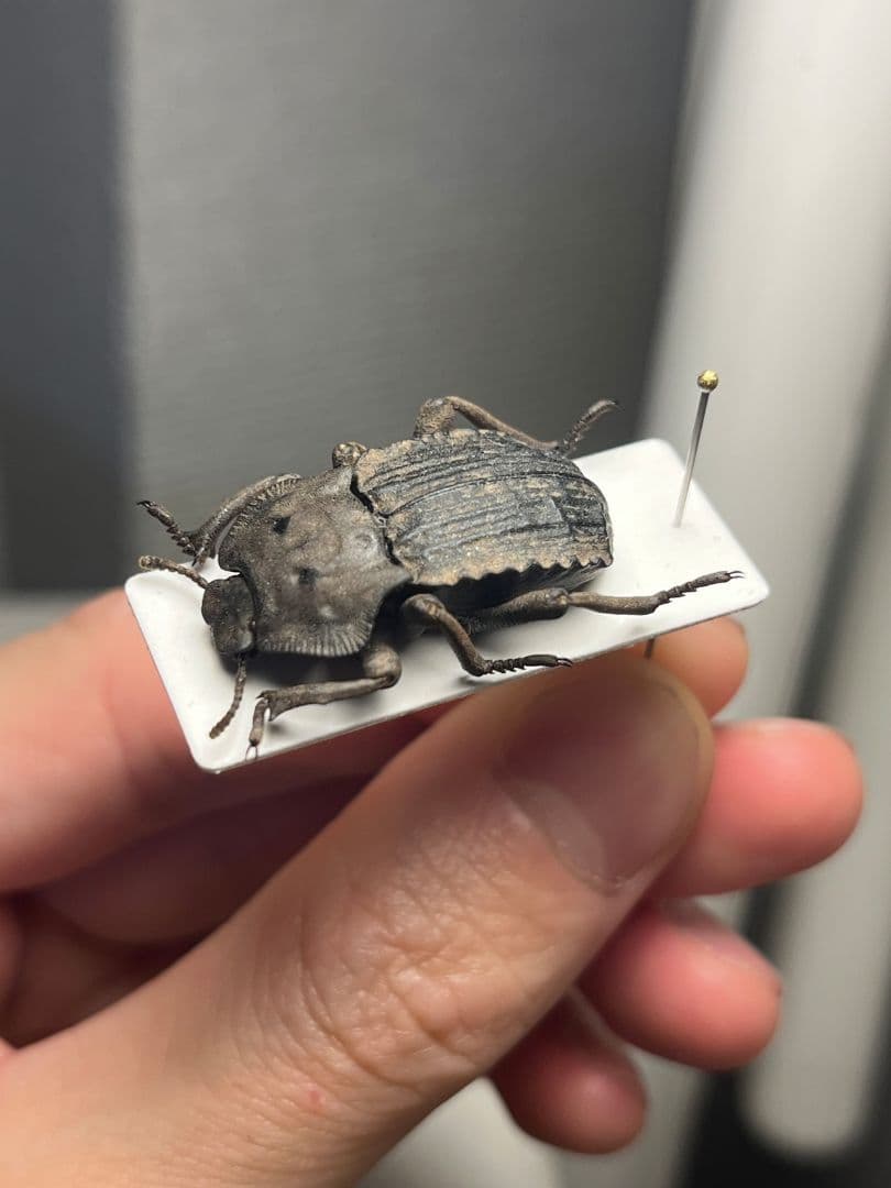 【河馬虫標本】カバの顔が浮かび上がるマッシブなゾウゴミムシダマシ