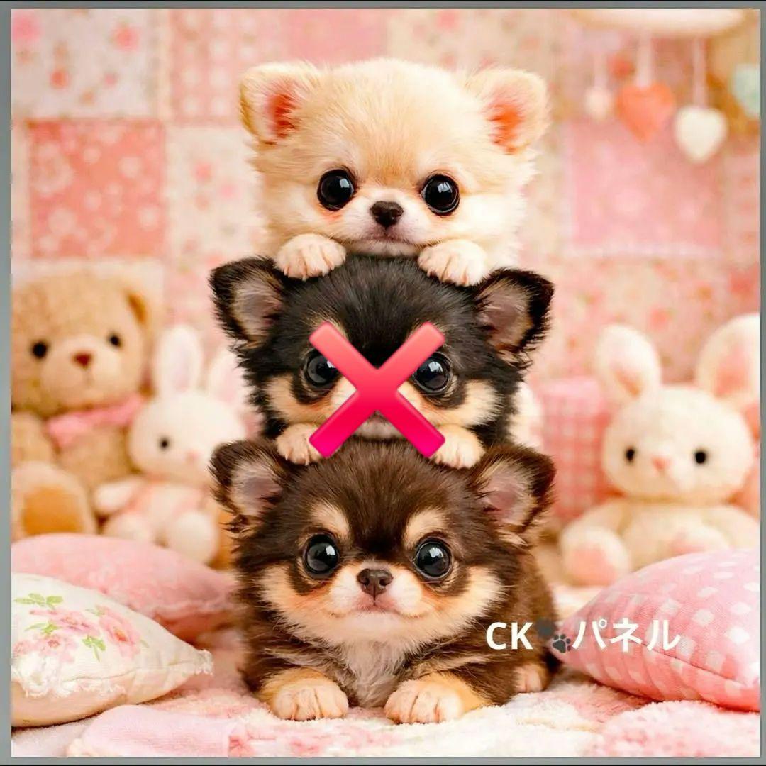 激レア柴犬、トイプー、ポメラニアン、パグ、ダックス、チワワパネル生地