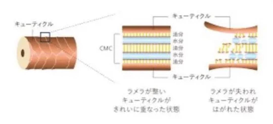 新商品　エステシモ セルサート ラメラフル リペア