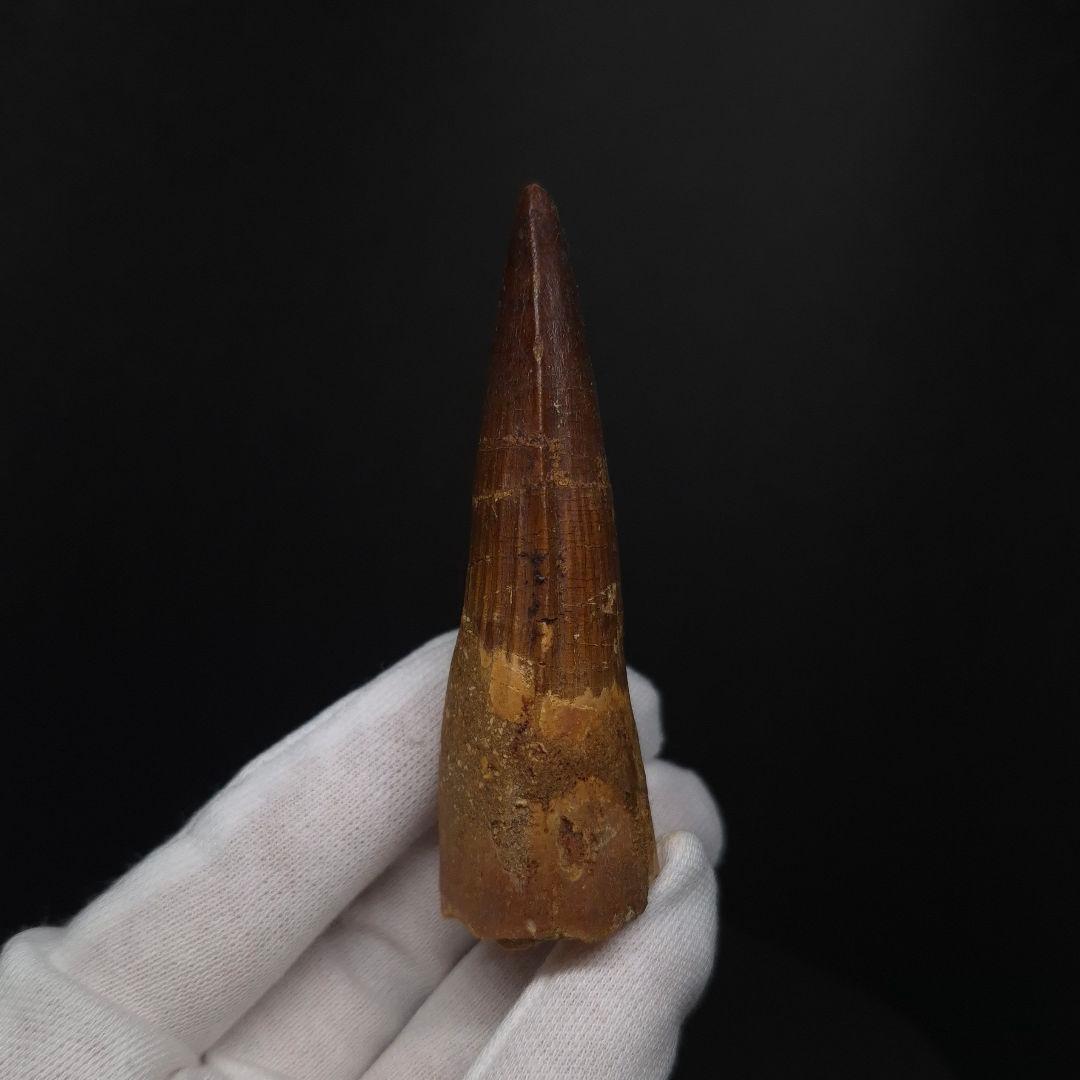 スピノサウルス 本物 モロッコ産 82.05mm sp510