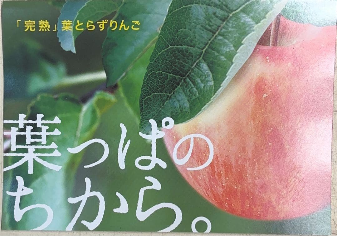 青森県産 100％林檎果汁 瓶12本入