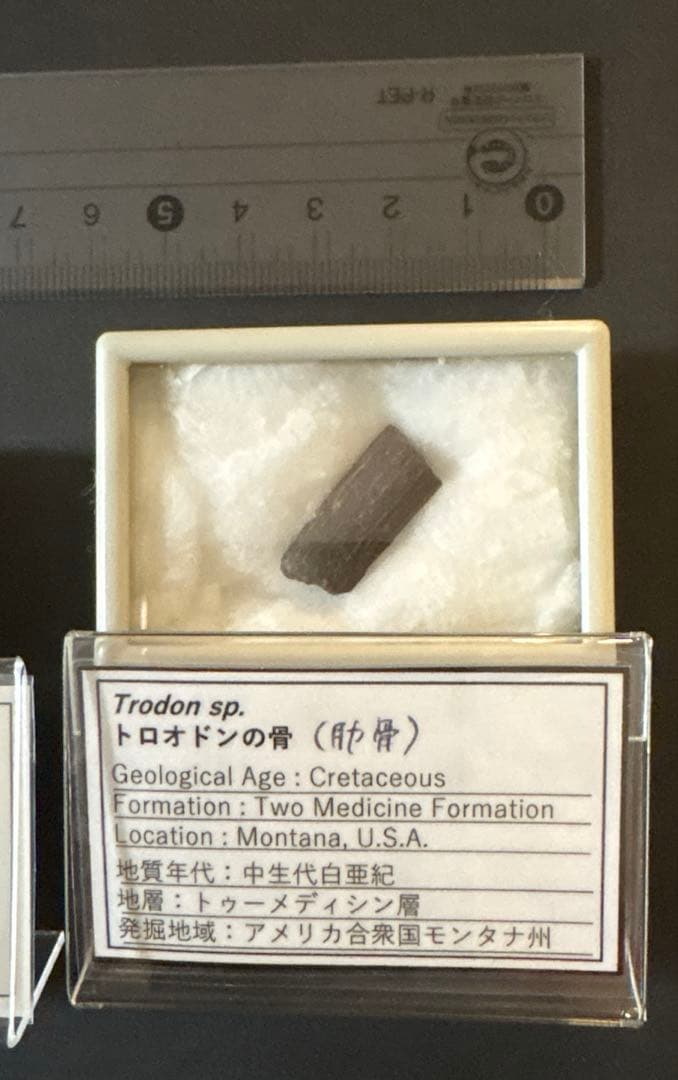 パロニコドン　トロオドン　化石　恐竜