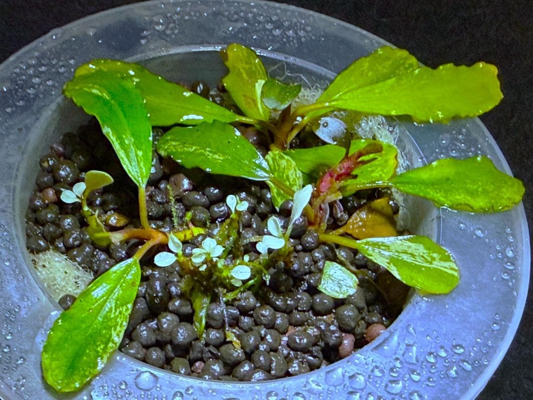 群生 Bucephalandra sp.ブセファランドラsp. 斑入り