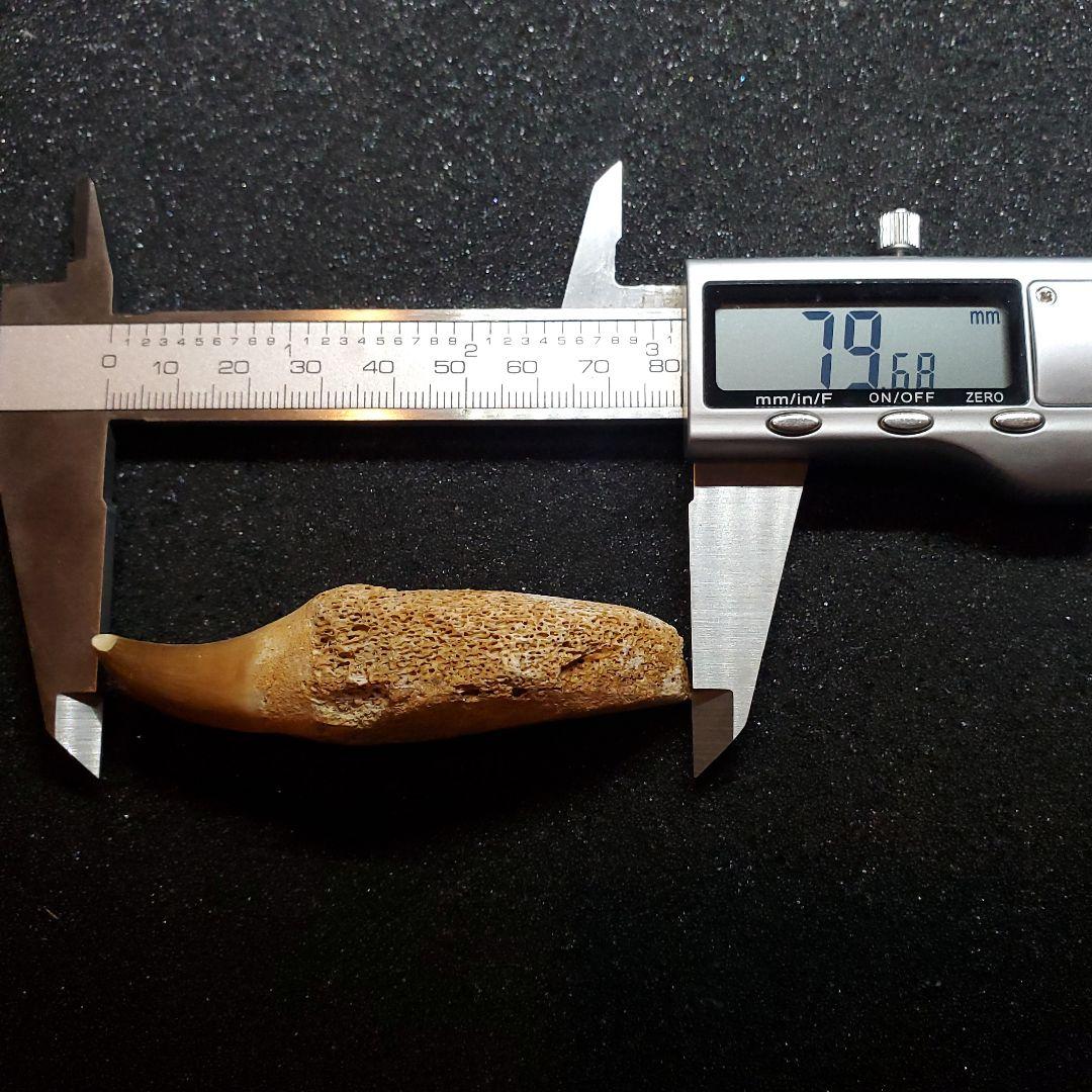 歯根付き モササウルス 化石 歯 本物 モロッコ産 79.80mm mos76