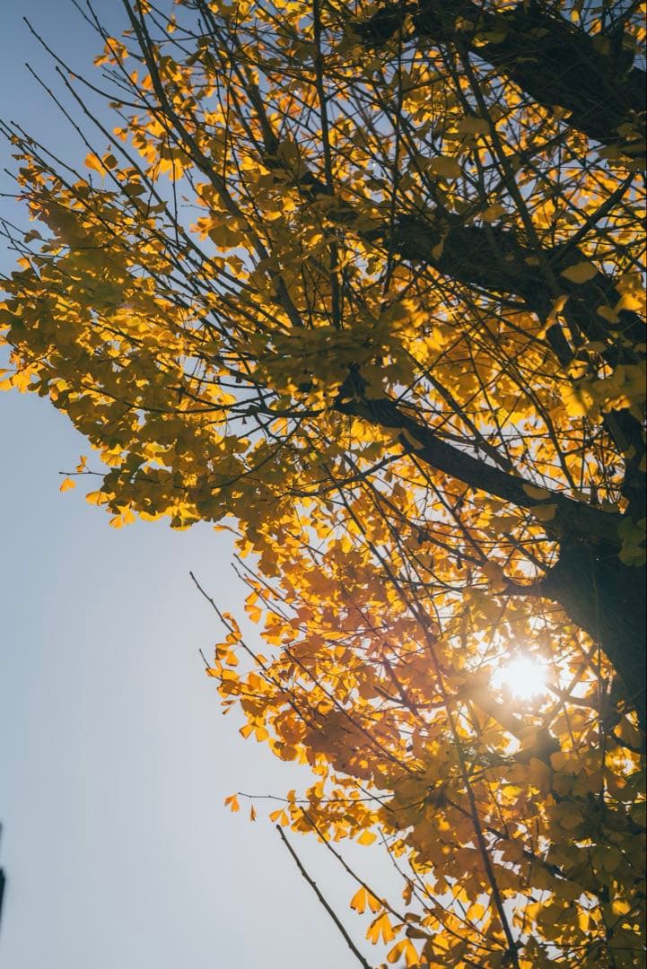 SONY α7RⅡ 本体