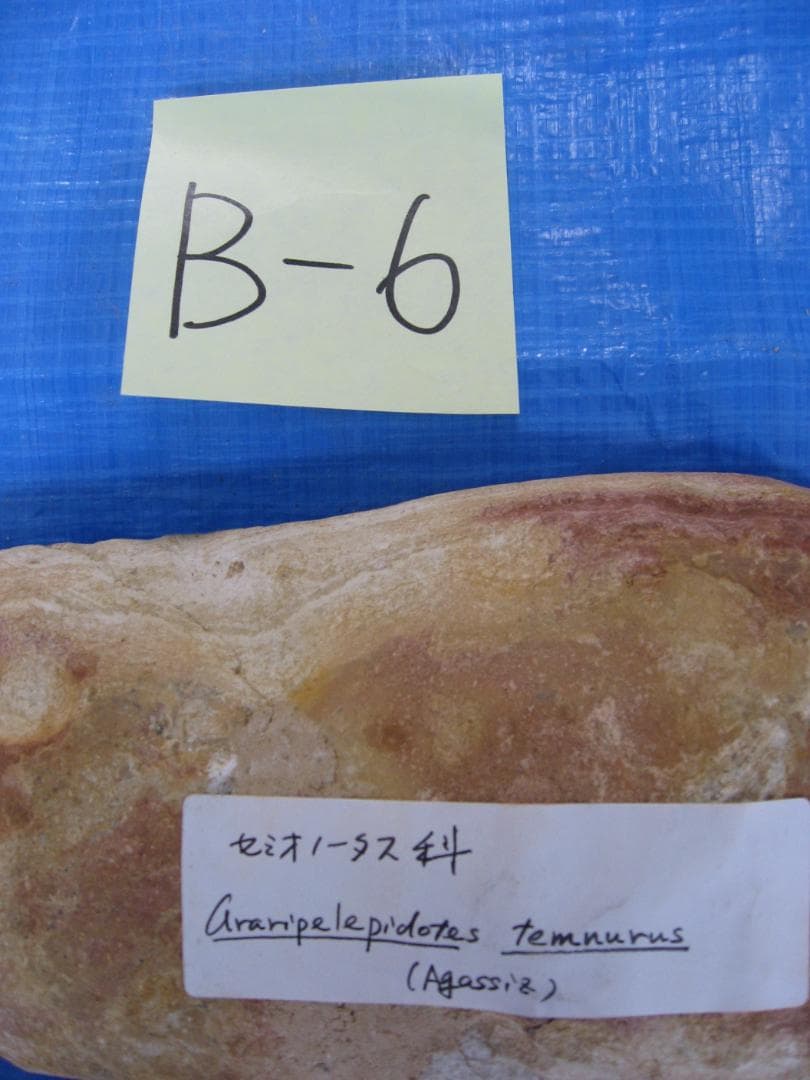 古代魚の化石4点セット　F-1 B-6 B-22 B-23