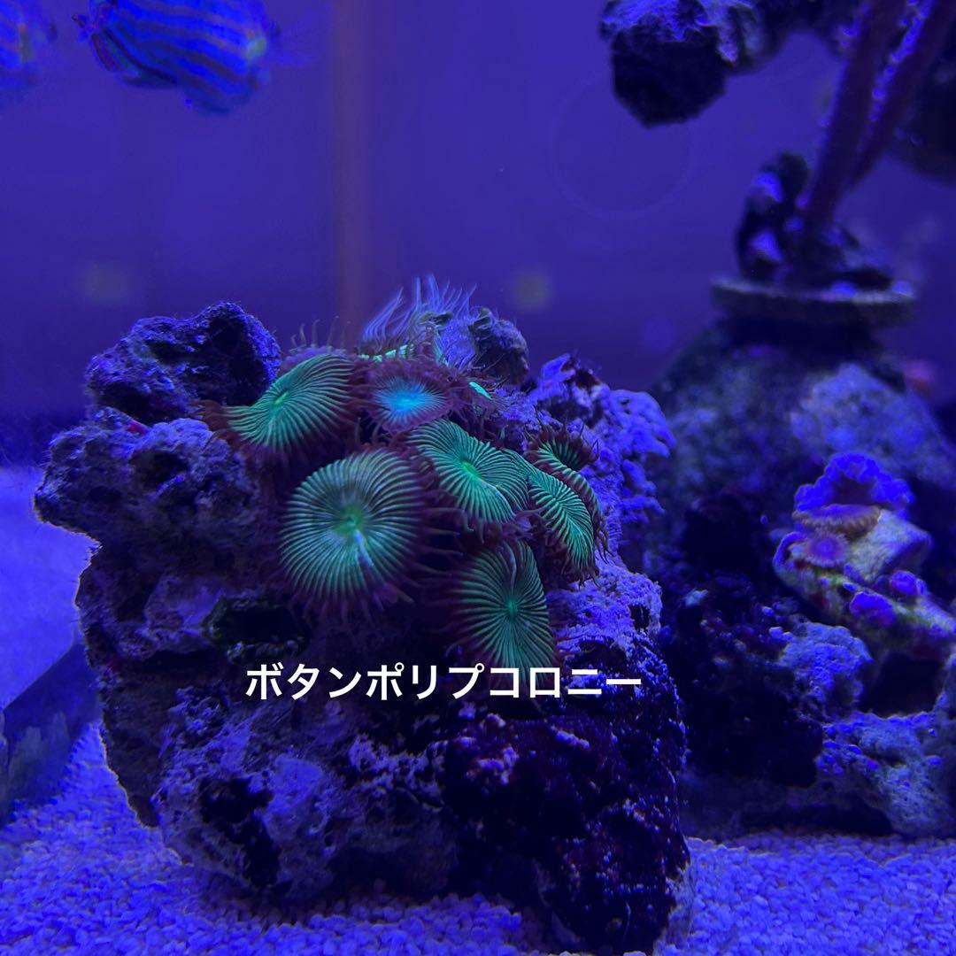 【★】ライブロック