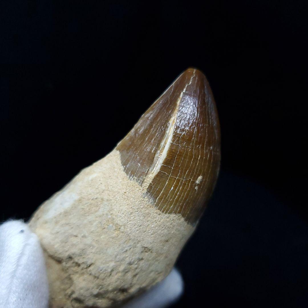 美品 歯根付き モササウルス 化石 歯 本物 64.31mm mos64