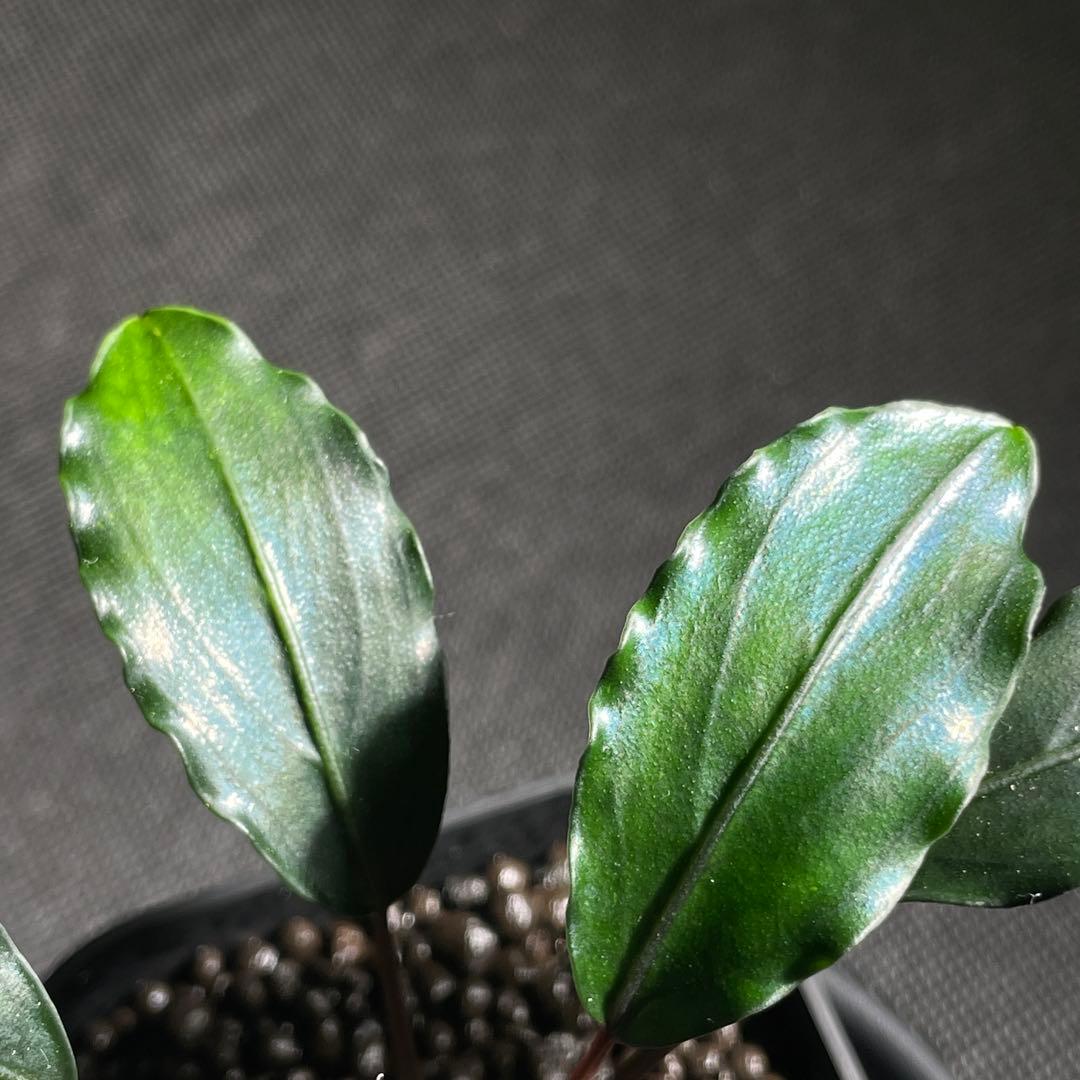ブセファランドラ/Bucephalandra sp.Motleyana 濃緑尖葉