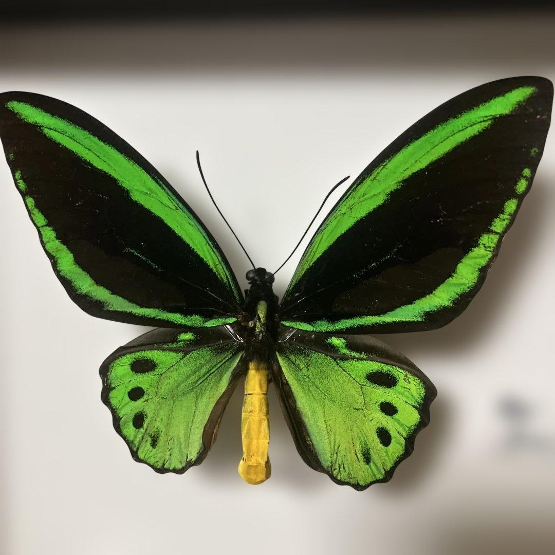 ⑦ミドリトリバネアゲハ♂♀