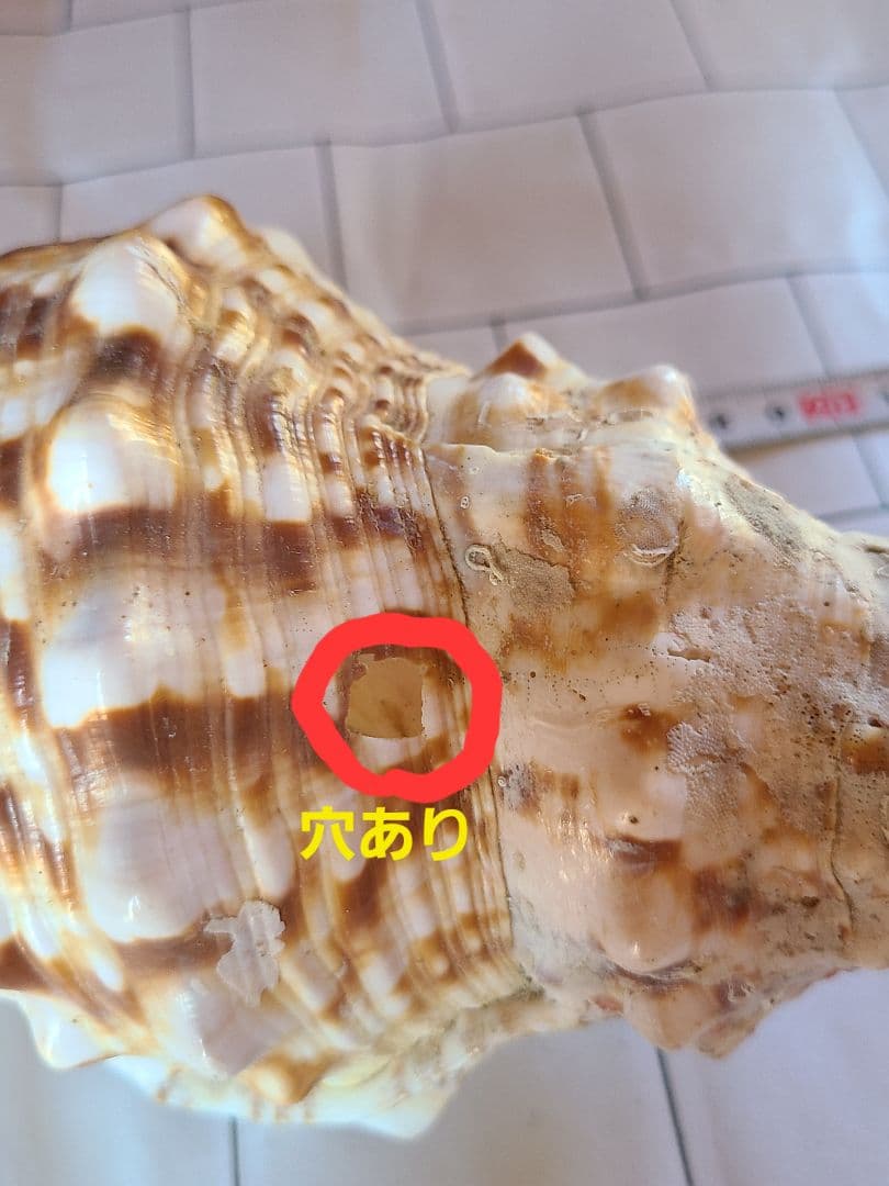 レア!五島列島!特大! 貝殻　貝　標本　コレクション　タカラガイ　アンティーク
