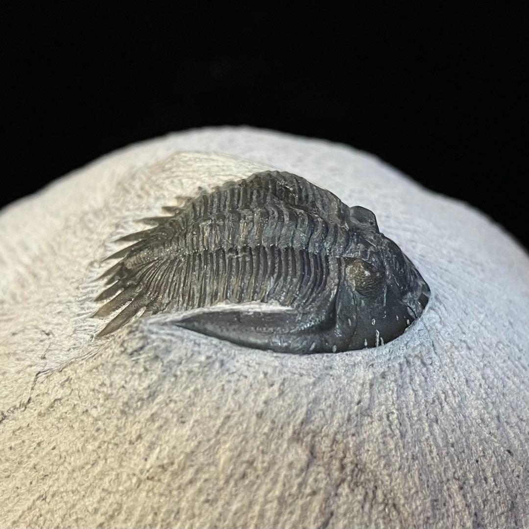 Mrakibina Cattoi　三葉虫　化石　モロッコ 産