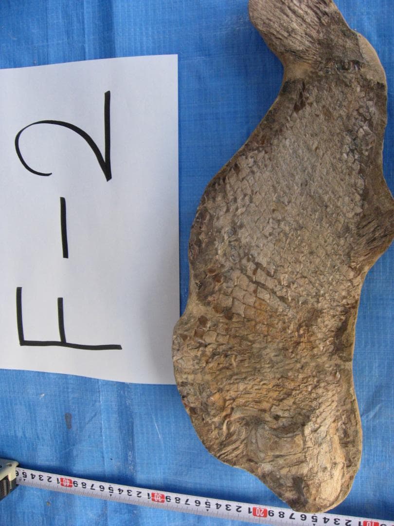 古代魚の化石　３点セット　F-2 B-4 D-4