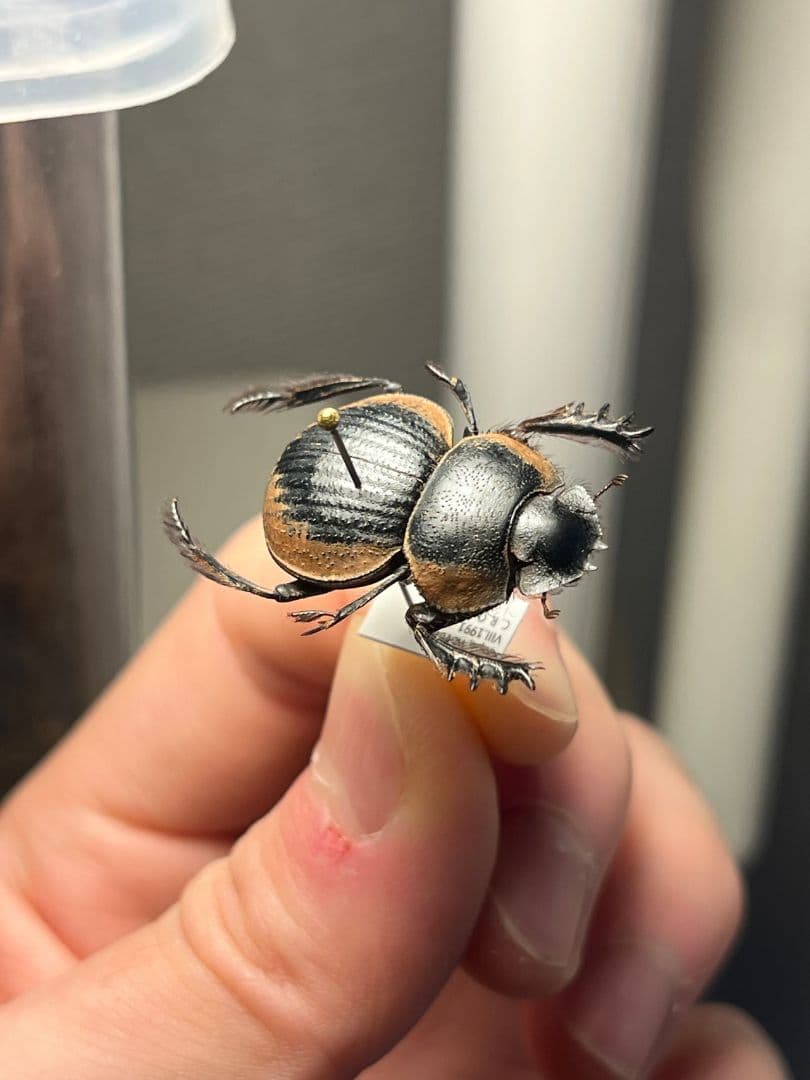 【25mm】Pachysoma gariepinus 糞虫フンコロガシ甲昆虫標本