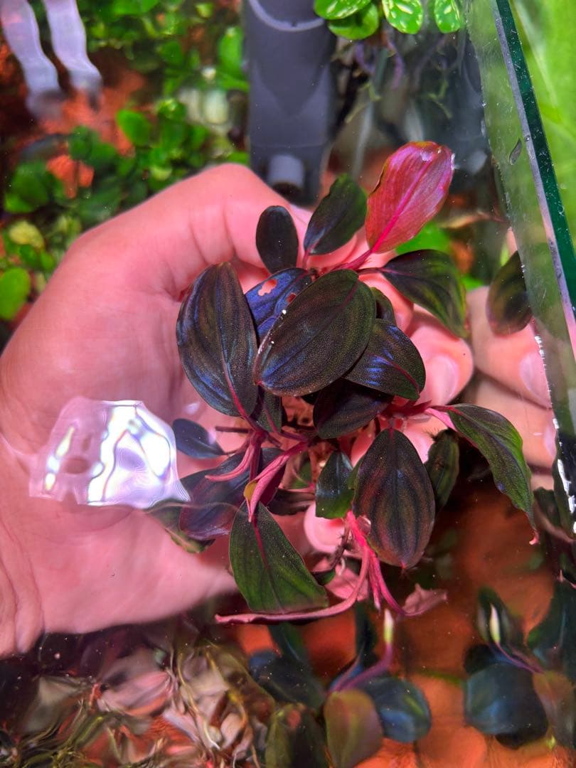 Y*c様 Bucephalandra sp.Red Diamond 5株