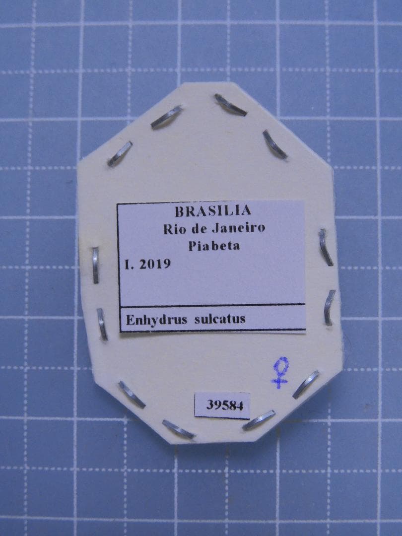 ブラジル産　水生昆虫　17mm