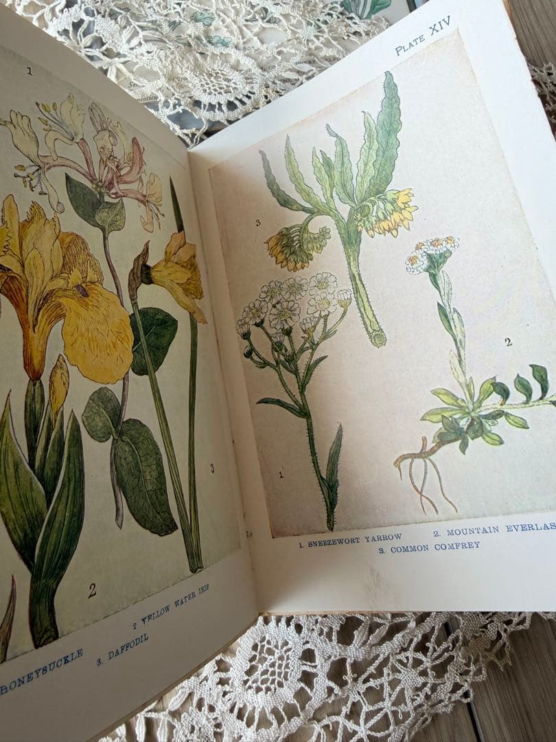 【希少・アンティーク洋書】“FLOWERS” ボタニカルアート図鑑 植物図鑑