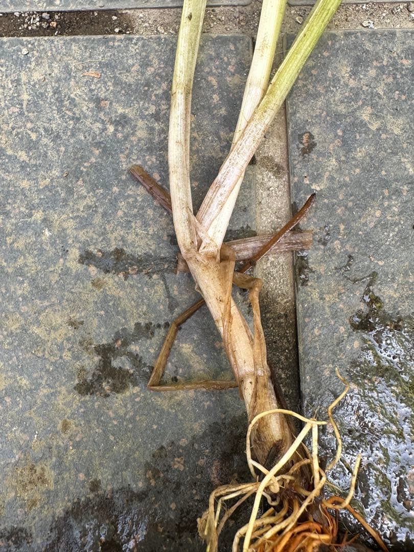 山形県産　オオミクリ　希少種　日本　水草