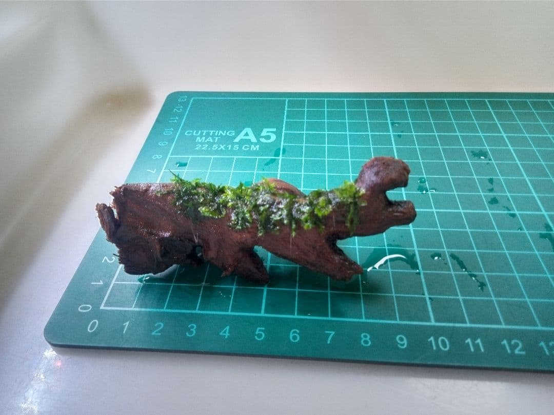 南米ウィローモス　水草付き流木　<2459>　アクアリウム　レイアウト