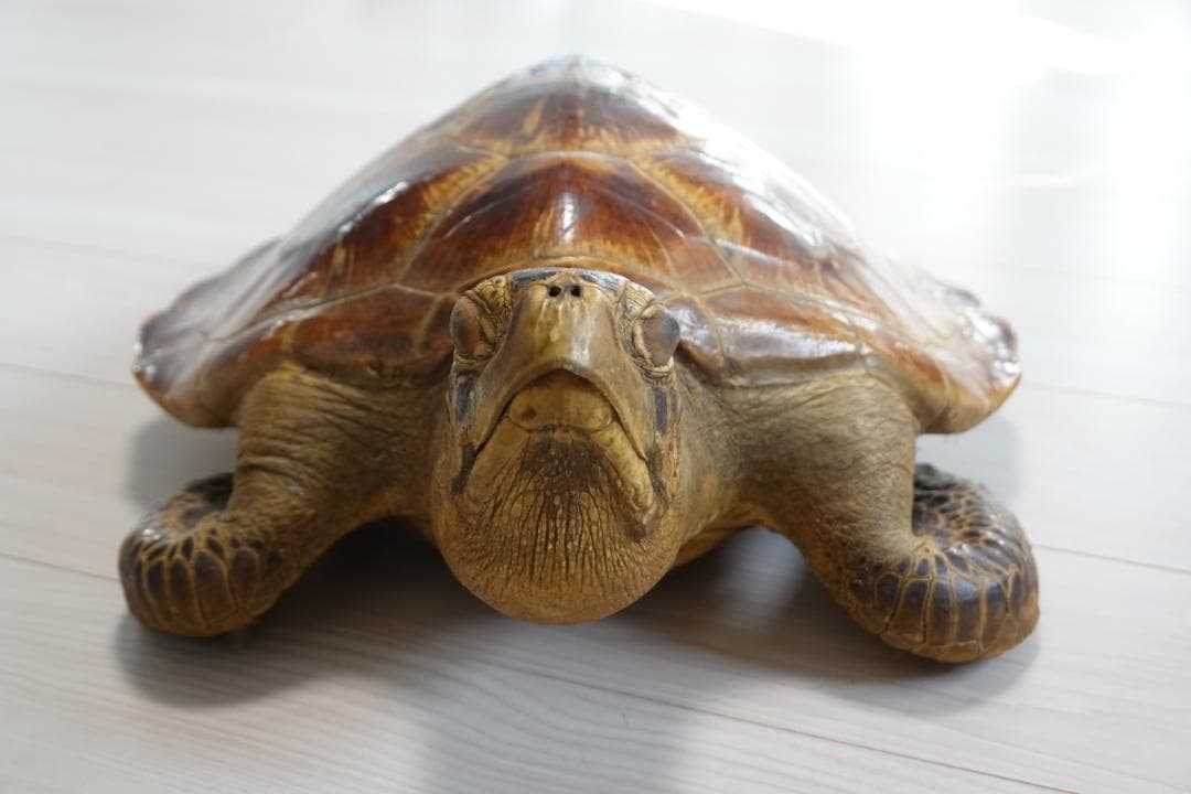 うみがめ剥製インテリア（国際希少野生動植物種登録標あり）