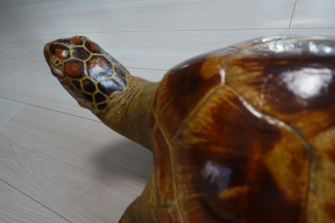 うみがめ剥製インテリア（国際希少野生動植物種登録標あり）