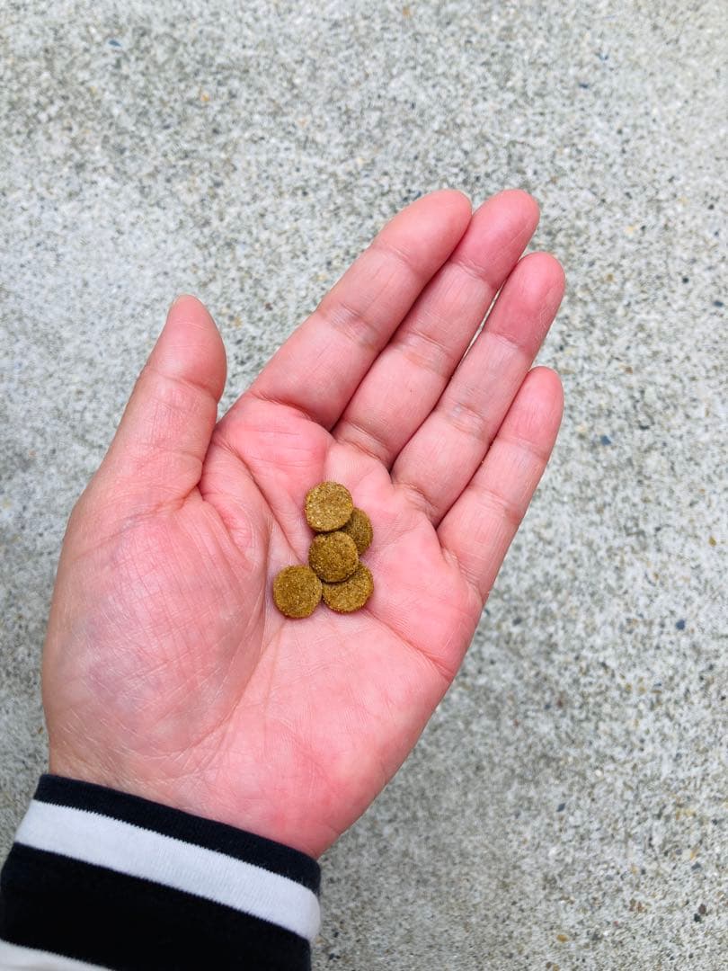 最終セール！残り1袋 成犬用 たっぷりお徳用 ファーストチョイス 正規品