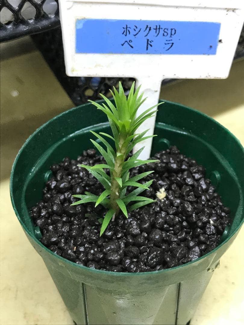 ☆　美種！ 珍種！ ホシクサspペドラ産　水上育成株　2株　☆
