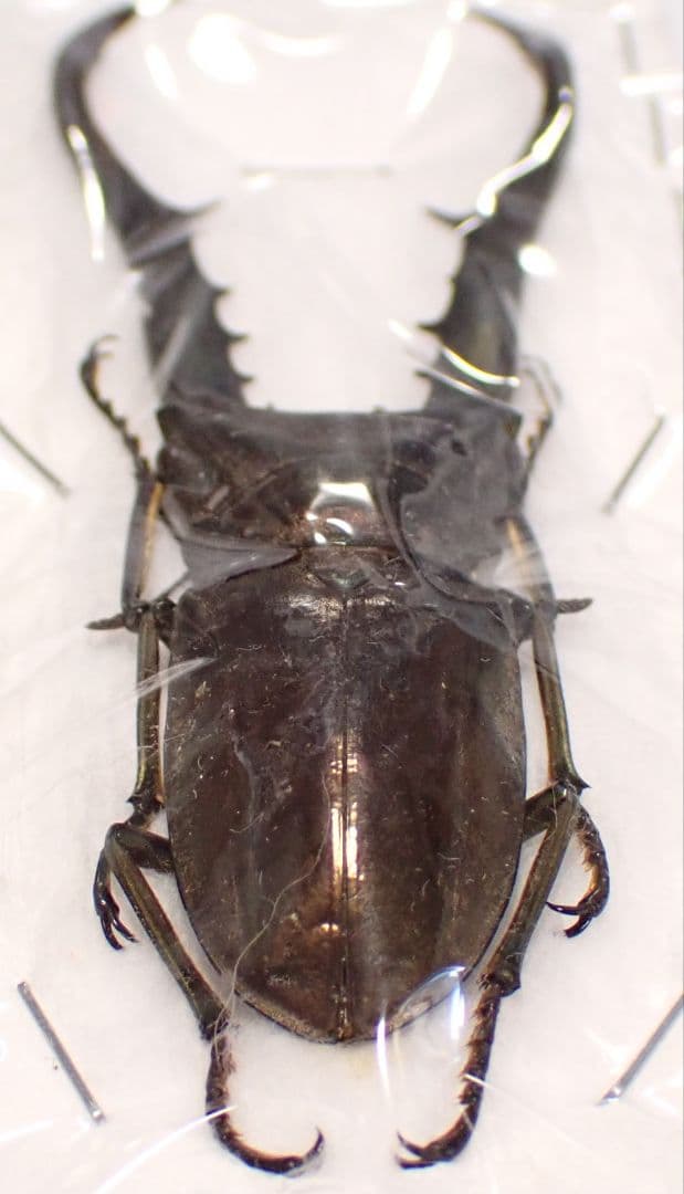 昆虫標本 メタリフェルホソアカクワガタ 92㎜ 期間限定 頭部ブルー