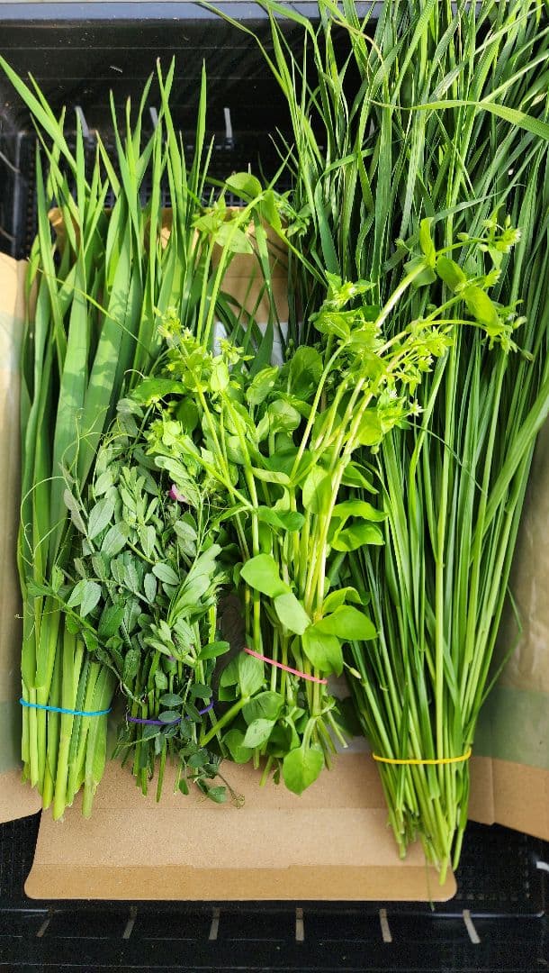 無農薬生牧草野草セット