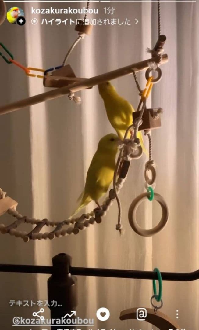 15　インコ　吊り下げアスレチック(大)　ブランコ　止まり木　バードトイ