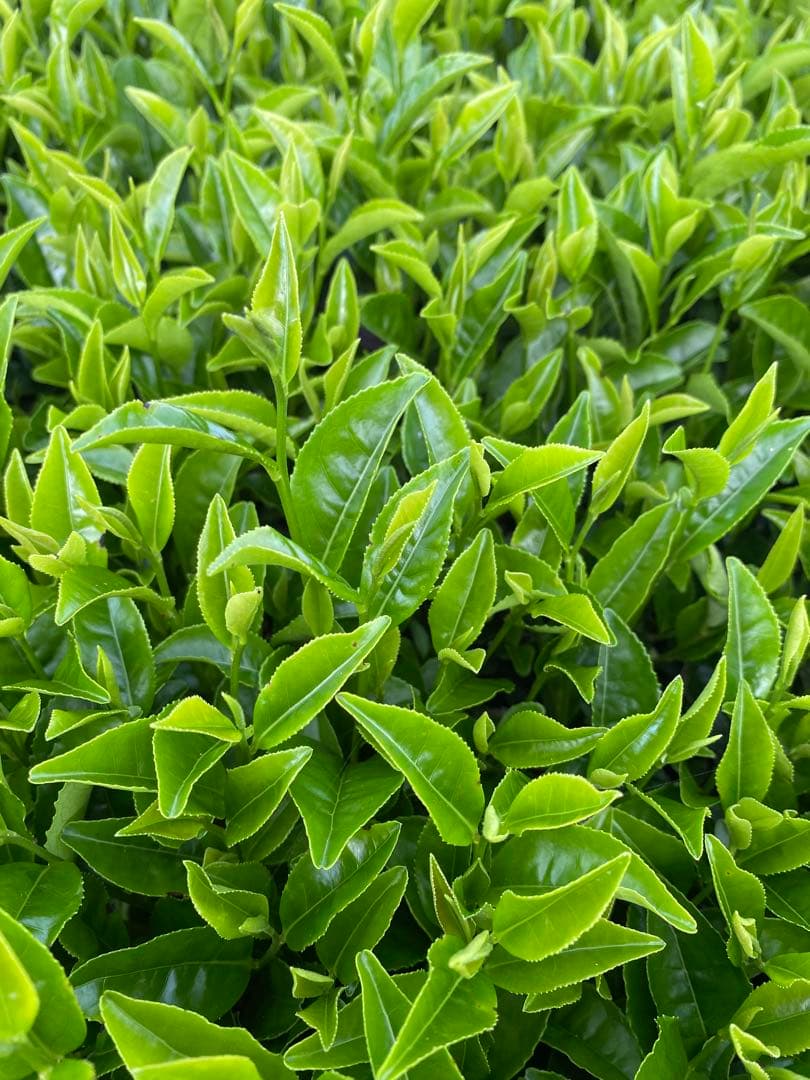 うれしの茶