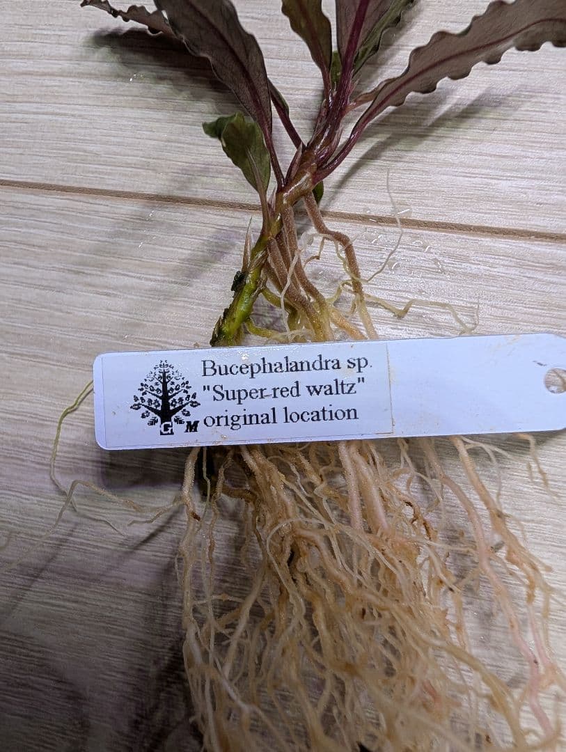 水草 Bucephalandra sp. \"Super red waltz\"