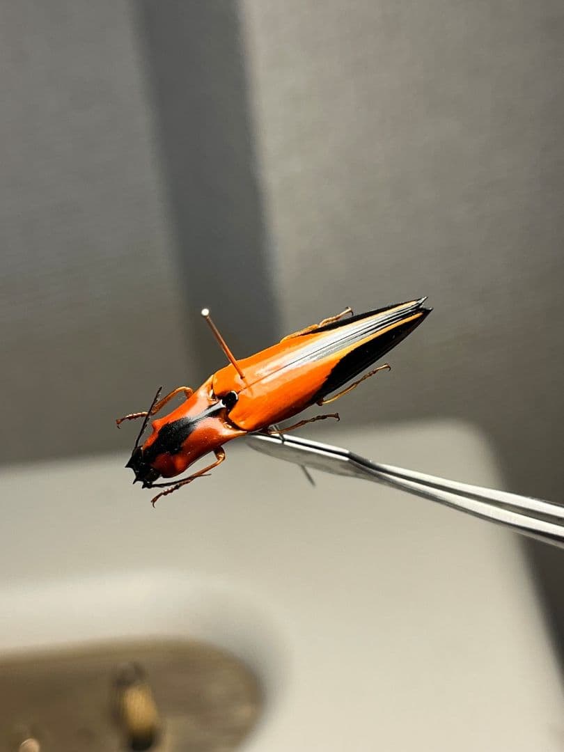 【32mm】フェラーリコメツキムシ アングラトゥスミカドコメツキムシ甲虫昆虫標本
