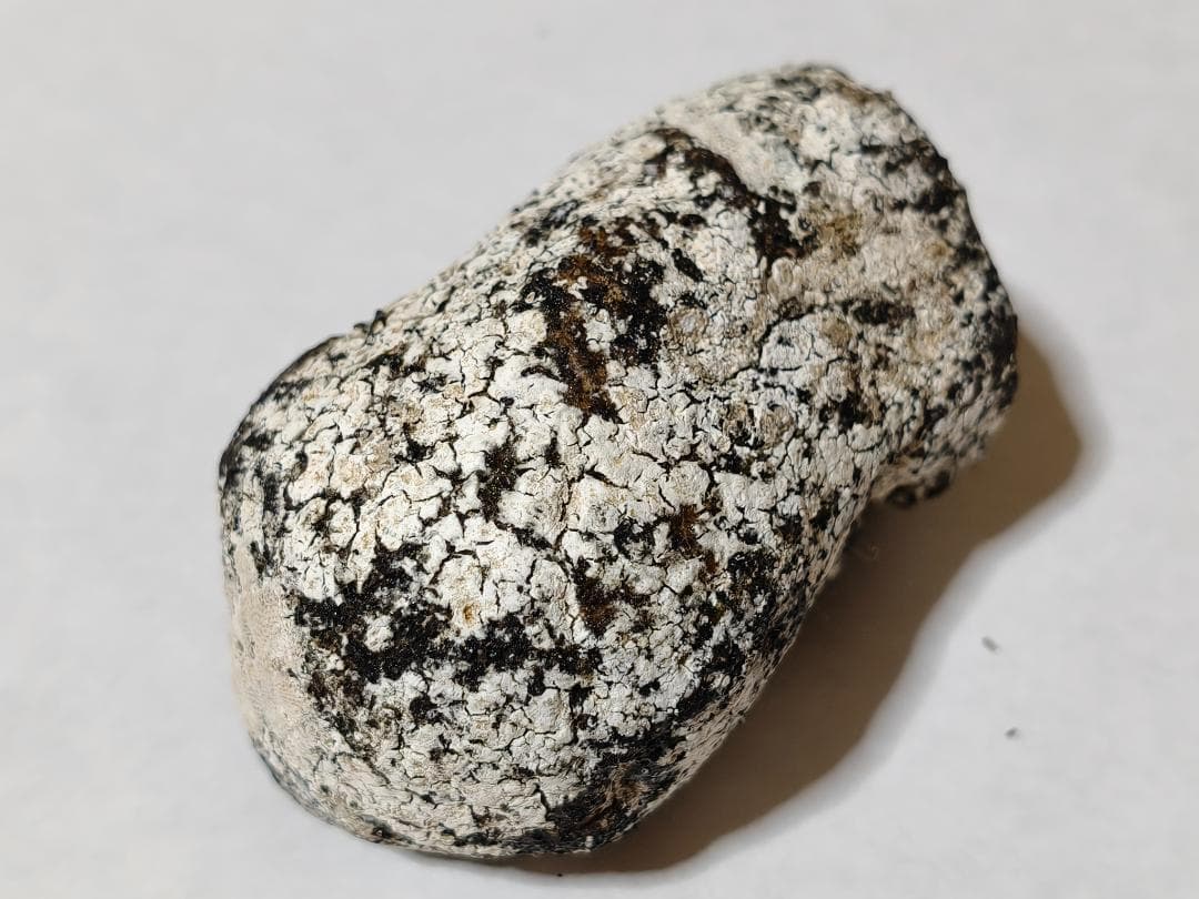 龍涎香 AMBERGRIS 1g 高品質 徳之島にて取得