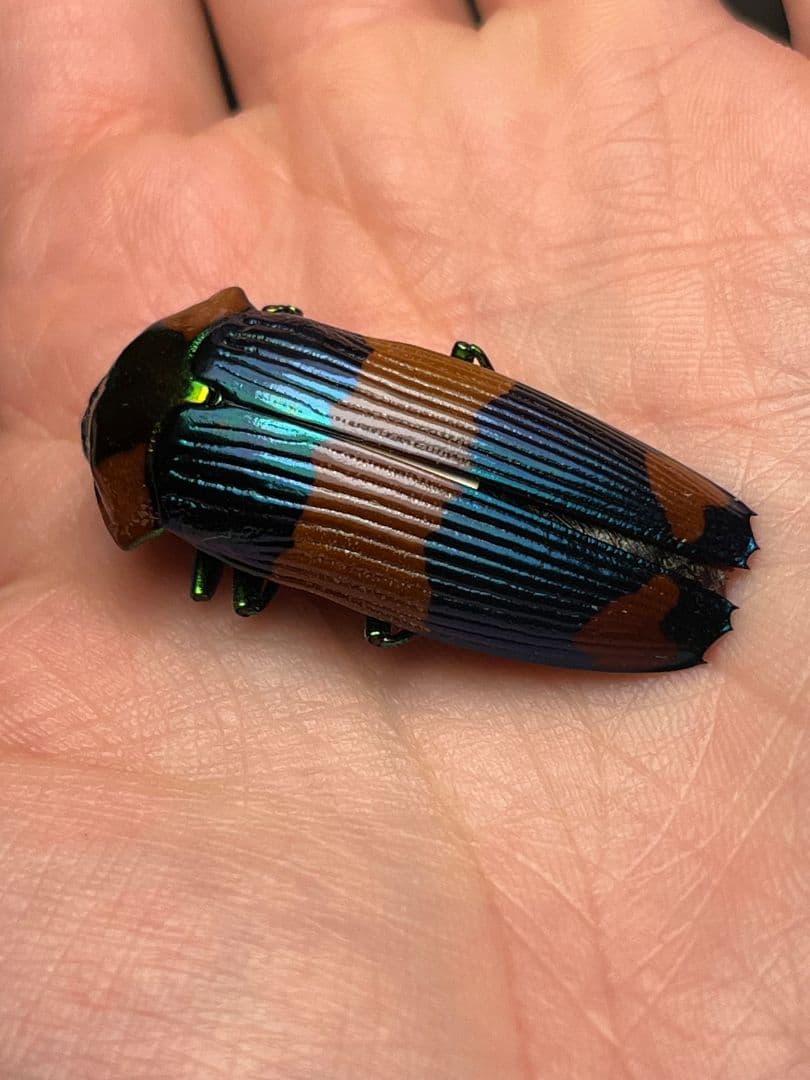 【青】玉虫最高峰かつ2番目に希少カラーのスハンダエオウサマムカシタマムシ標本
