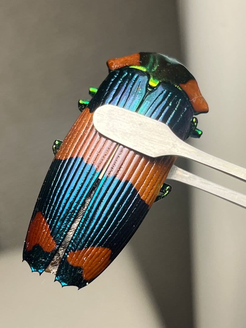 【青】玉虫最高峰かつ2番目に希少カラーのスハンダエオウサマムカシタマムシ標本