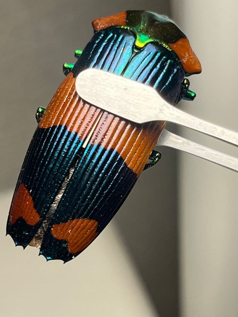【青】玉虫最高峰かつ2番目に希少カラーのスハンダエオウサマムカシタマムシ標本