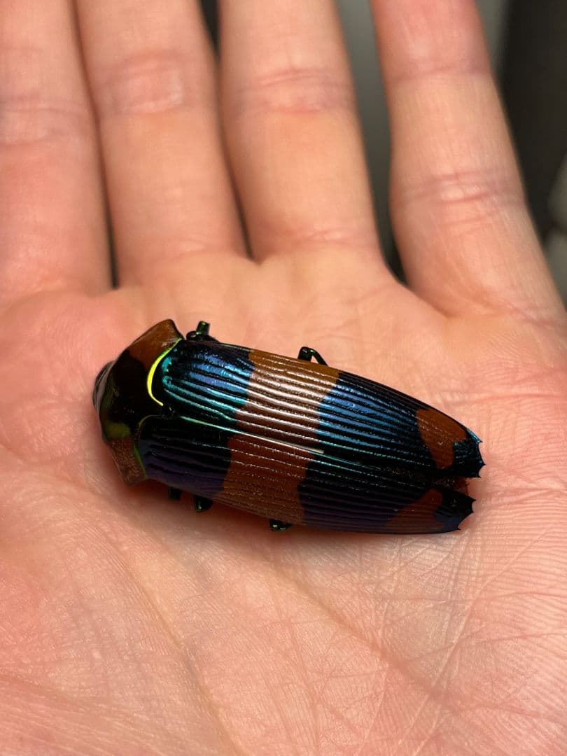 【青】玉虫最高峰かつ2番目に希少カラーのスハンダエオウサマムカシタマムシ標本
