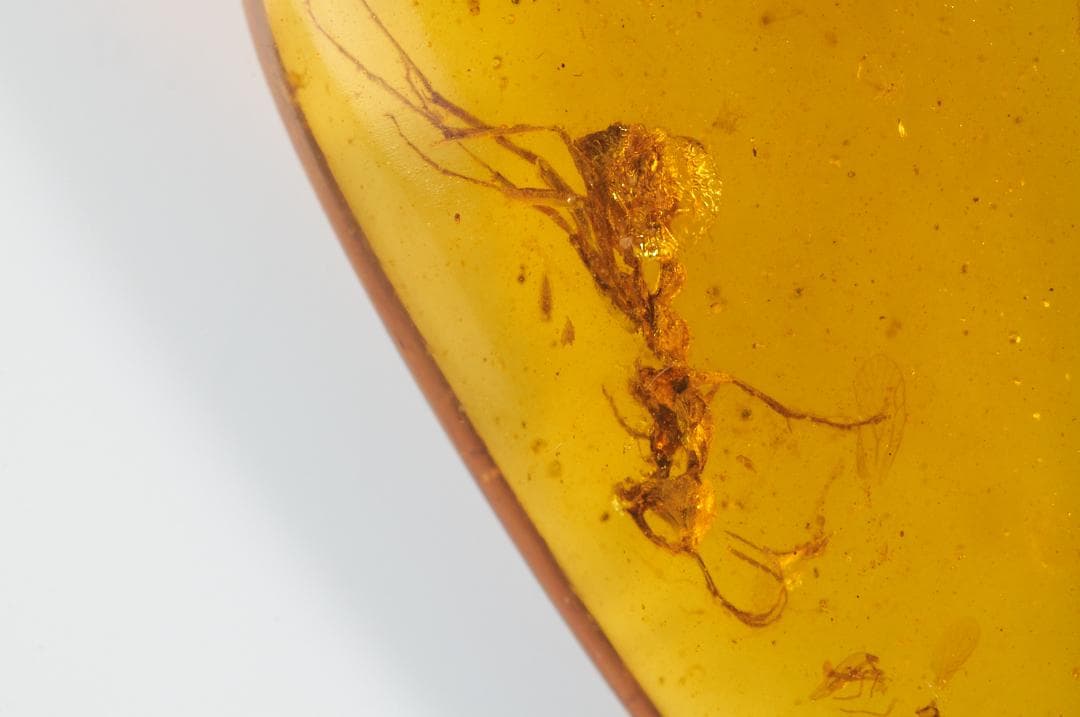 レア極上品 PA0098 白亜紀の**「恐怖蟻きょうふありHaidomyrmex