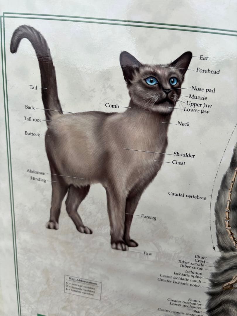 猫の骨格解剖図　ポスター希少51x66cm ペット Fel-O-Vax ネコ