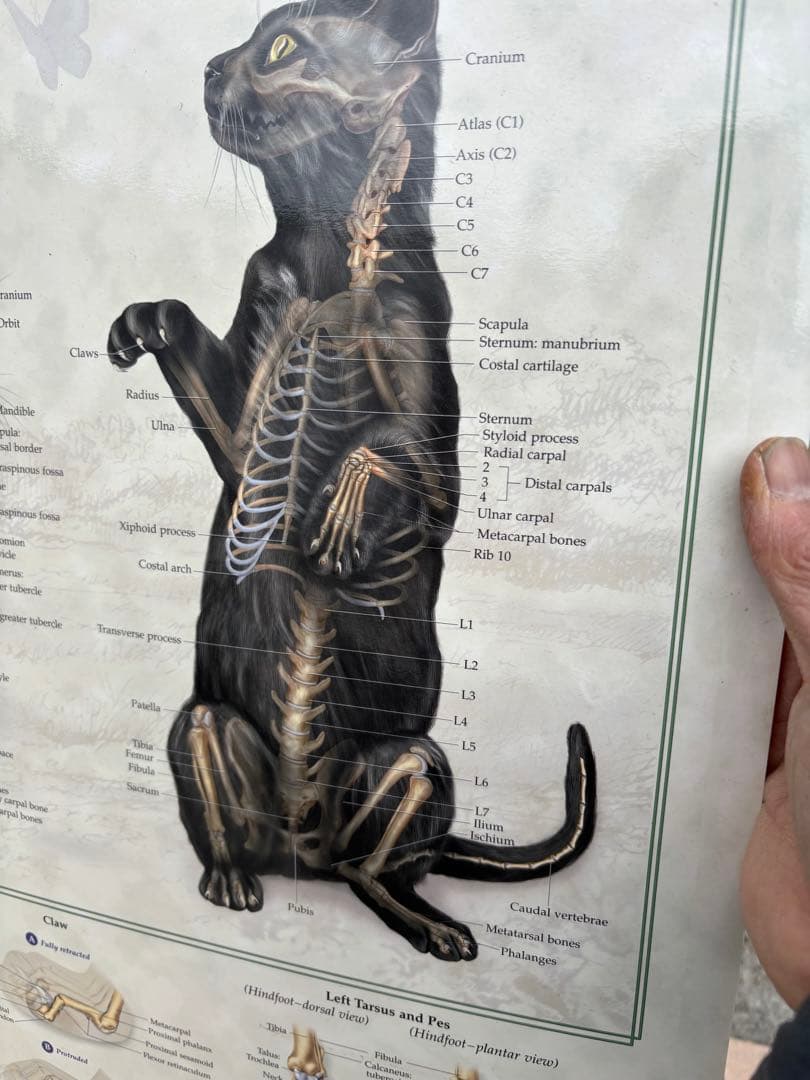 猫の骨格解剖図　ポスター希少51x66cm ペット Fel-O-Vax ネコ