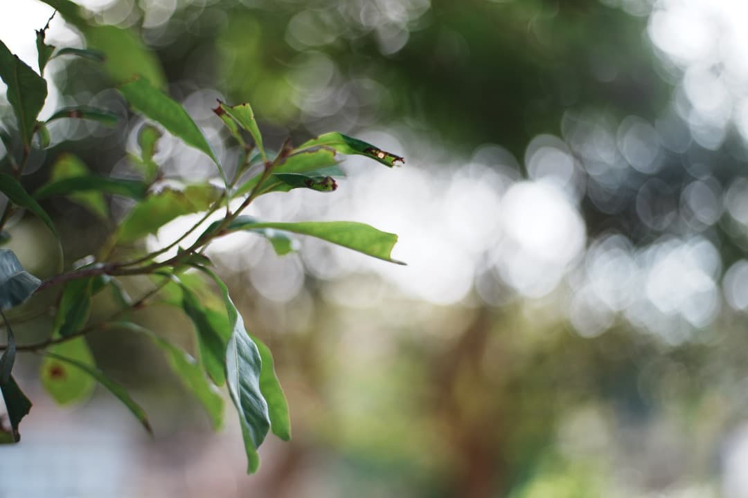 極美品 Carl Zeiss Planar 50mm F1.7 MMJ 855