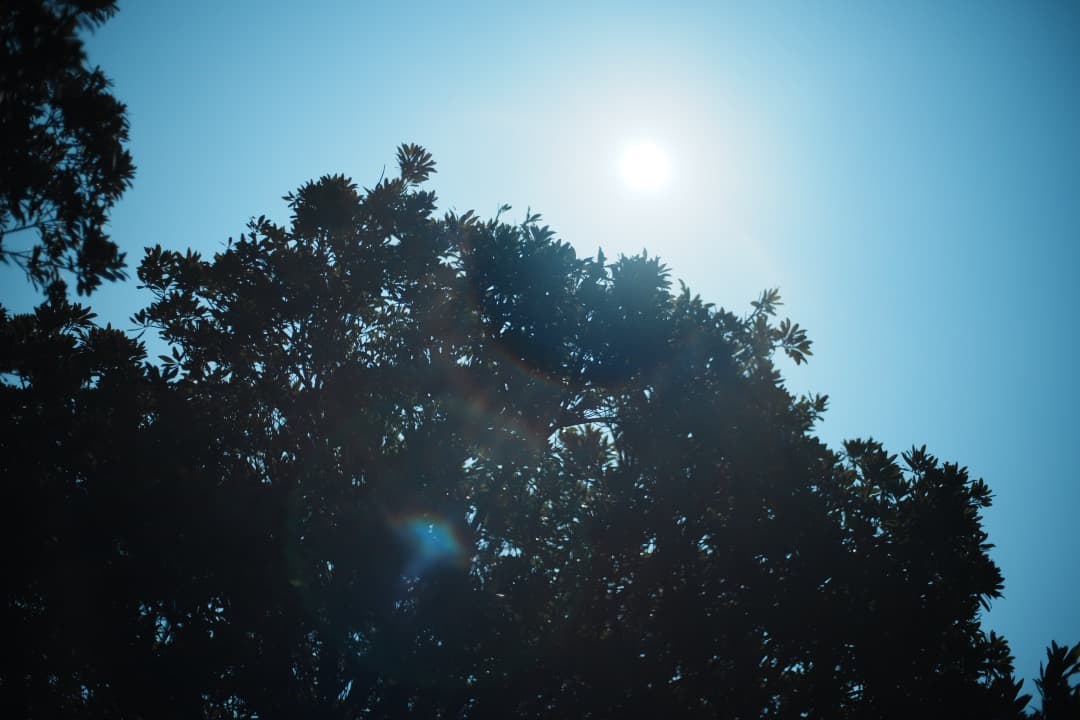美品 Carl Zeiss Planar 50mm F1.7 MMJ 992